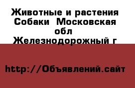 Животные и растения Собаки. Московская обл.,Железнодорожный г.